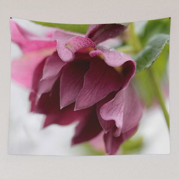 Item preview, Purple Helleborus designed and sold by cuprum.