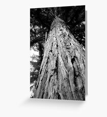 Eastwoodhill pine Greeting Card