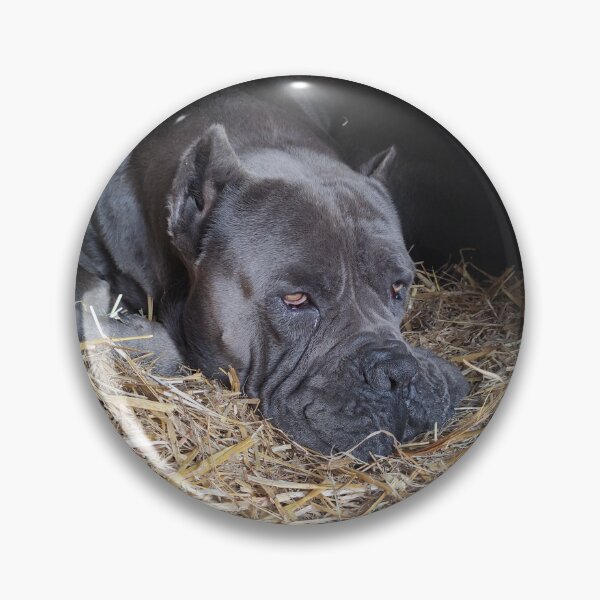Item preview, the big dog watches under the eye Cane corso  designed and sold by BS-animals.