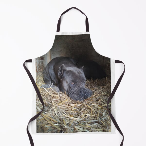 Item preview, the big dog watches under the eye Cane corso designed and sold by BS-animals.