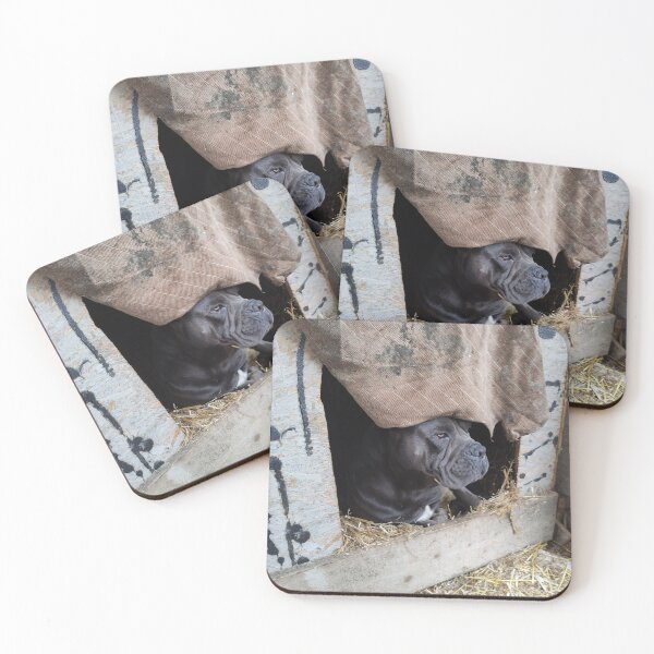 Item preview, a big dog dreams of insulation in the house cane corso designed and sold by BS-animals.