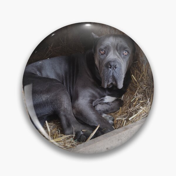 Item preview, a big dog worried about the war in Ukraine cane corso  designed and sold by BS-animals.