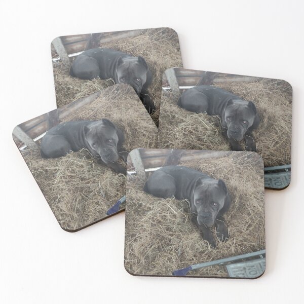 Item preview, un perro grande yace en la paja haciéndose pasar por una vaca bastón coros gris designed and sold by BS-animals.