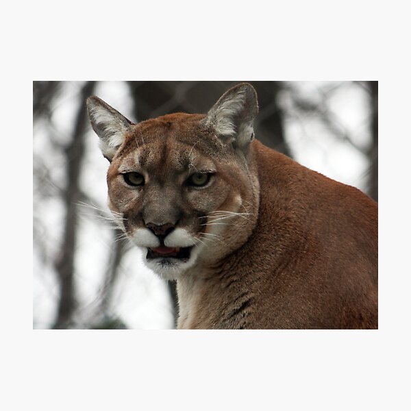 COUGAR Photographic Print