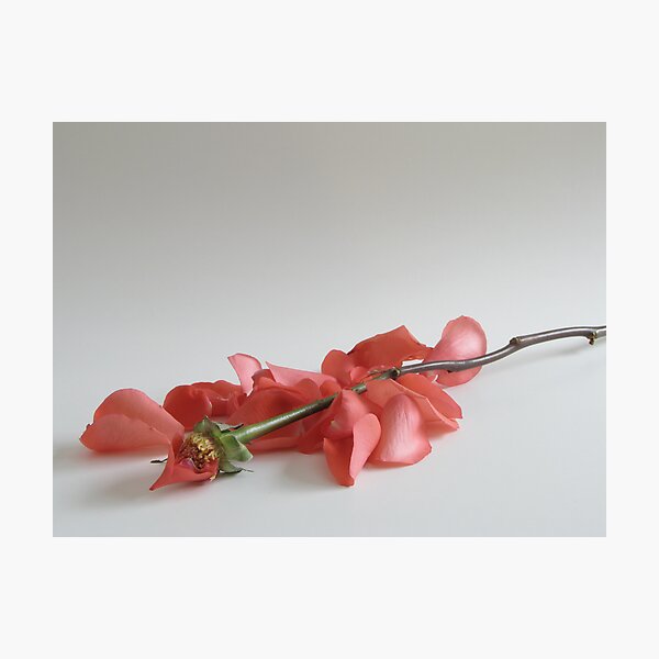 He Loves Me... Photographic Print