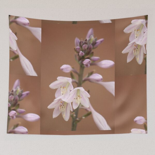 Item preview, Hosta capitata (Plantain Lily) designed and sold by MadeleineRoth.
