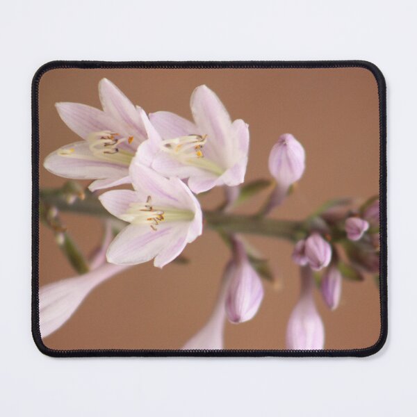 Item preview, Hosta capitata (Style #2) designed and sold by MadeleineRoth.
