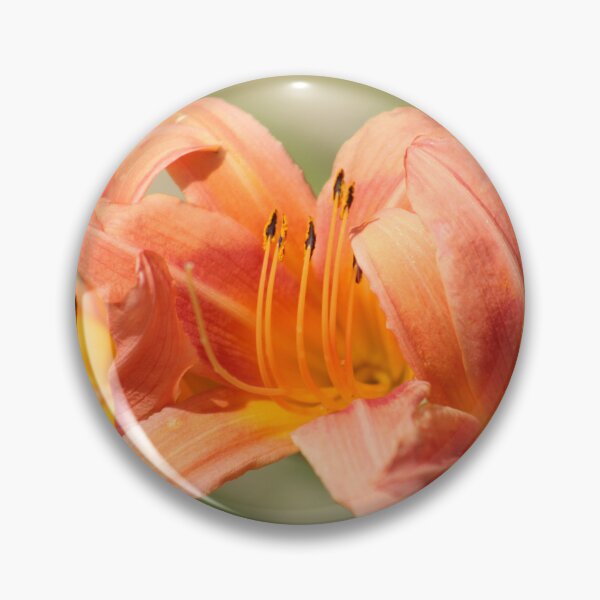 Item preview, Hemerocallis fulva (Orange daylily) designed and sold by MadeleineRoth.