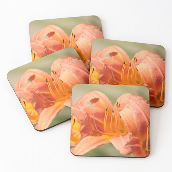 Item preview, Hemerocallis fulva (Orange daylily) designed and sold by MadeleineRoth.
