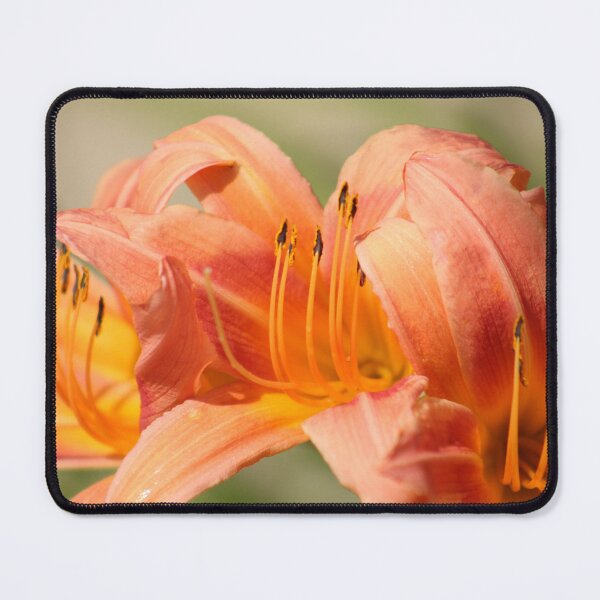 Item preview, Hemerocallis fulva (Orange daylily) designed and sold by MadeleineRoth.