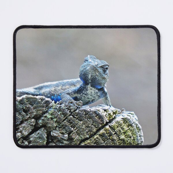 Item preview, Male Prairie Lizard designed and sold by Frankie Cat Photography.