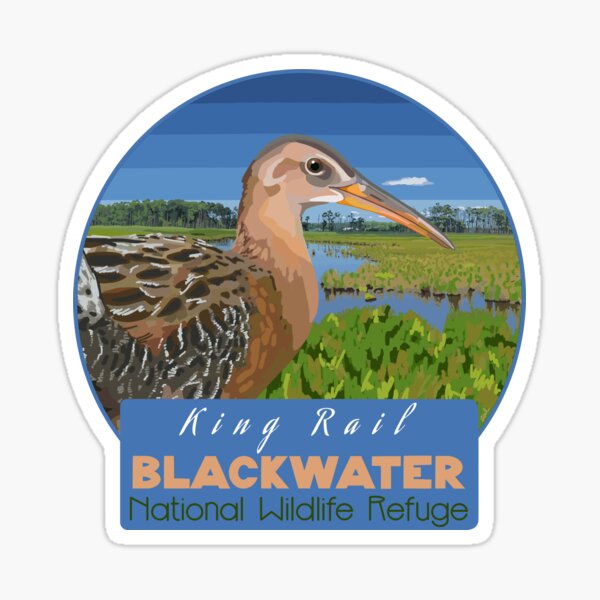 Item preview, Birds and Parks: Blackwater National Wildlife Refuge/King Rail designed and sold by LauraWolfArtist.