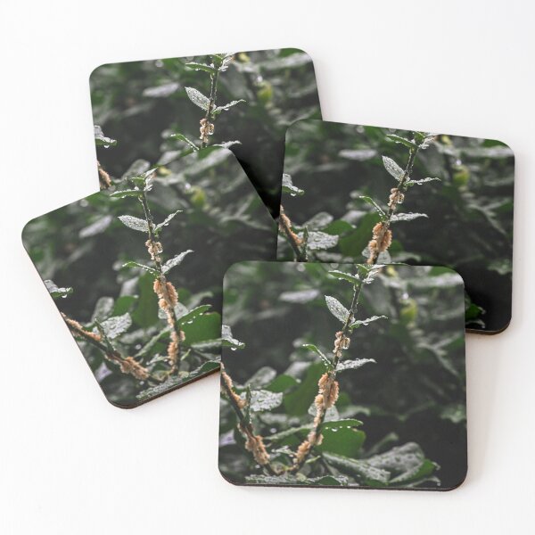 Item preview, Rain on leaves reach for the light designed and sold by SRosuphotos.