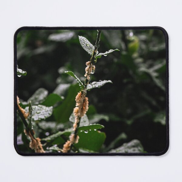 Item preview, Rain on leaves reach for the light designed and sold by SRosuphotos.
