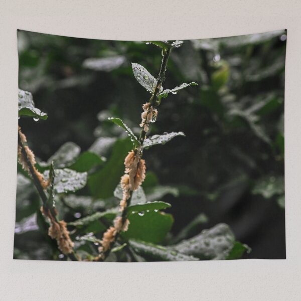 Item preview, Rain on leaves reach for the light designed and sold by SRosuphotos.