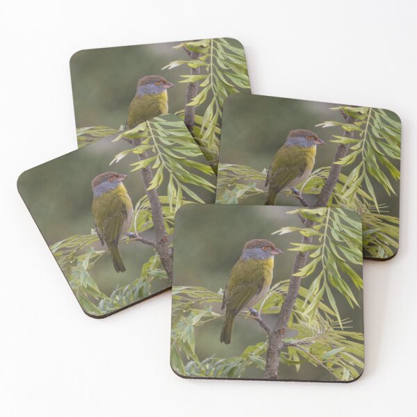 Item preview, Rufous-browed Peppershrike designed and sold by Marco A. T. Antunes.