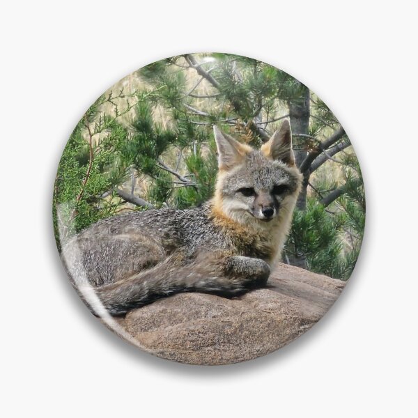 Item preview, Gray fox designed and sold by Paszekphotos.