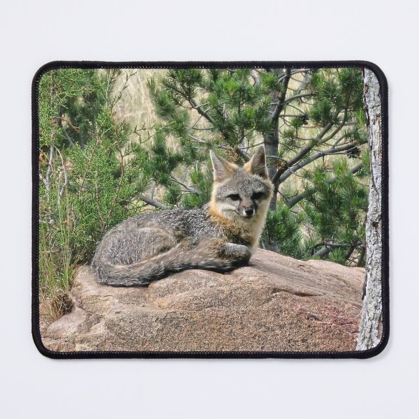 Item preview, Gray fox designed and sold by Paszekphotos.