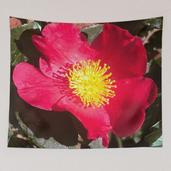 Artikelvorschau, Rote Blume mit gekräuselten Rändern, beleuchtet von der Sonne entworfen und verkauft von DEC02.