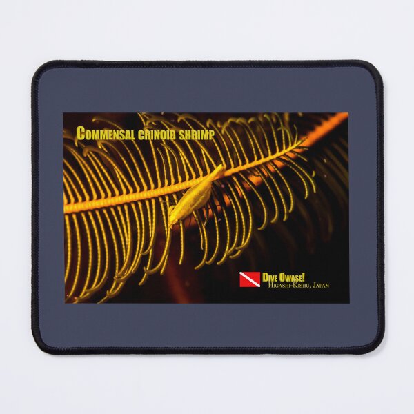 Item preview, Commensal crinoid shrimp designed and sold by tank200bar.