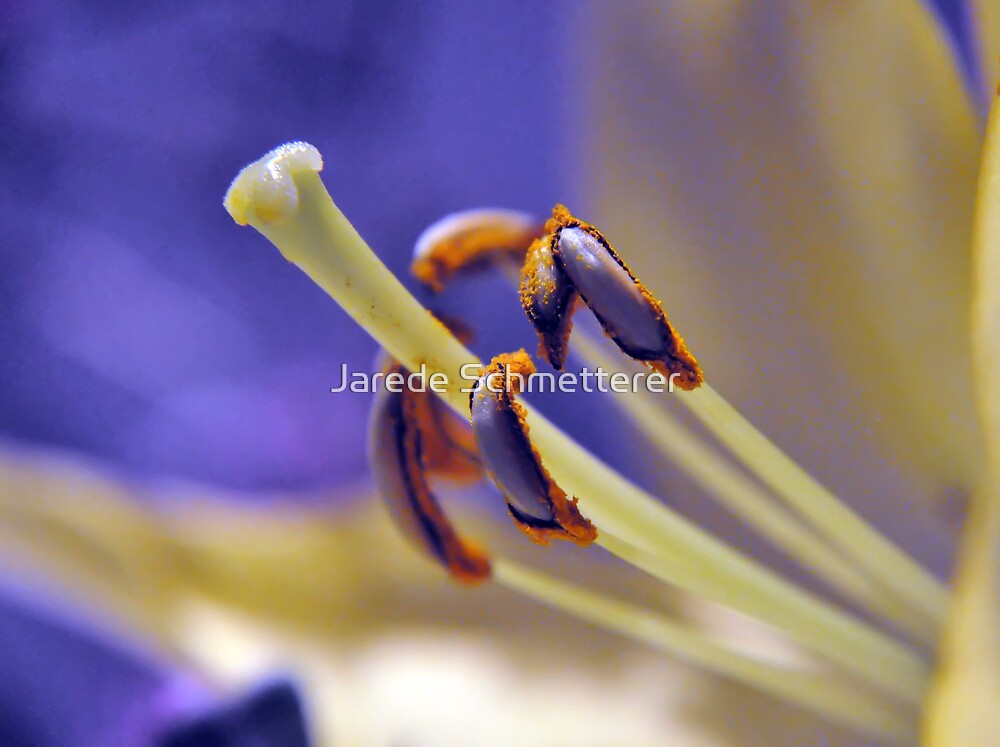 "Flower Anther and Style" by Jarede Schmetterer Redbubble