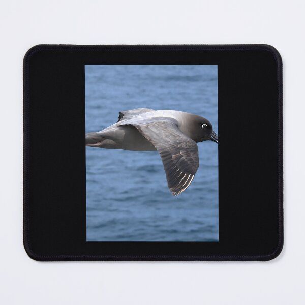 Item preview, Light Mantled Sooty Albatross Post	 	 designed and sold by mvhgghgsco24.