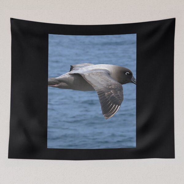 Item preview, Light Mantled Sooty Albatross Post	 	 designed and sold by mvhgghgsco24.
