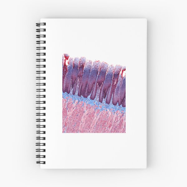 Item preview, Tip of the tongue designed and sold by Love Histology.