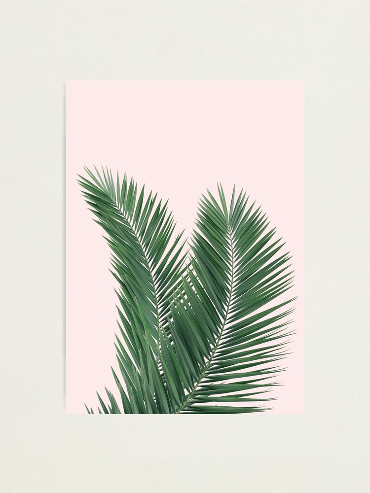 Alternate view of Palm leaves, tropical leaves pink background Photographic Print
