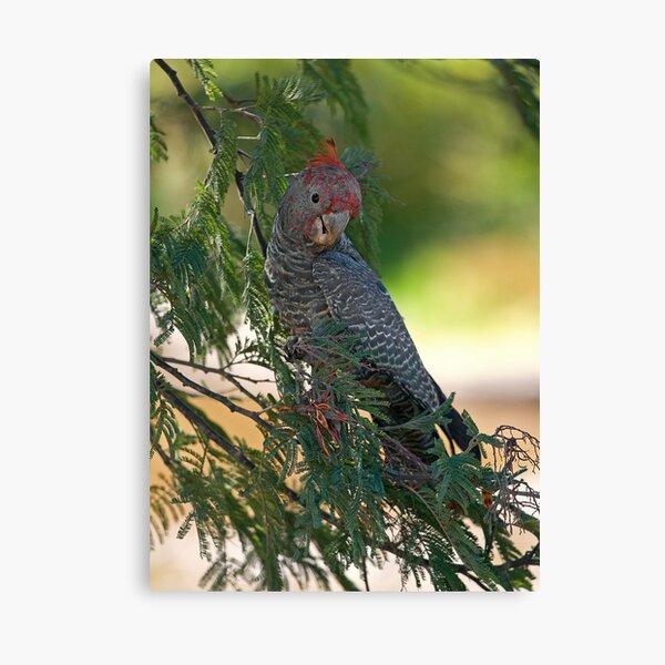 Gang Gang Cockatoo Canvas Print