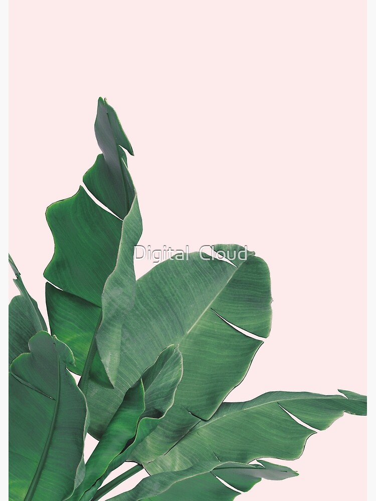 Banana leaves tropical leaf by nth4ka