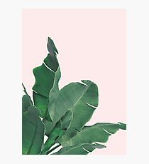 Banana leaves tropical leaf Photographic Print