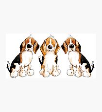 Three Cute Beagles Photographic Print