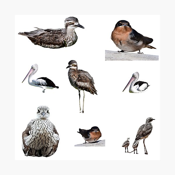 Item preview, Australian birds. Bush stone-curlew, wellcome swallow, Pelican,  designed and sold by Debsgiftware Ward.