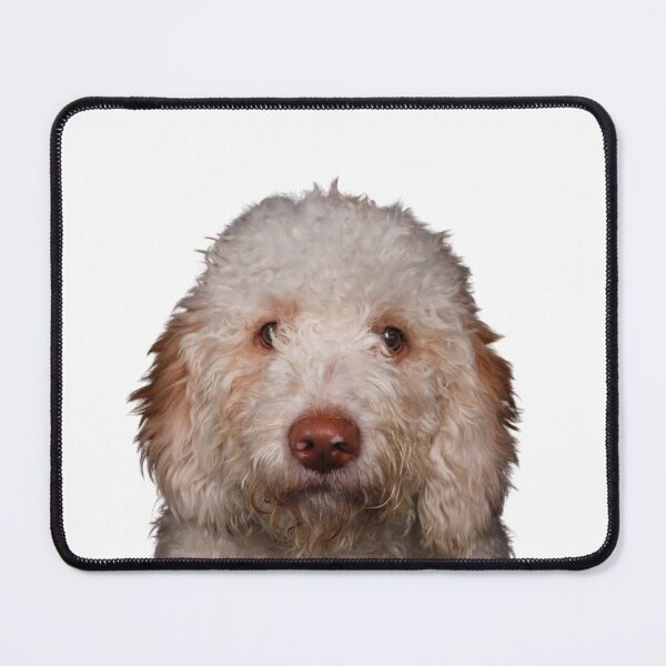 Item preview, Lagotto designed and sold by Stgeo.