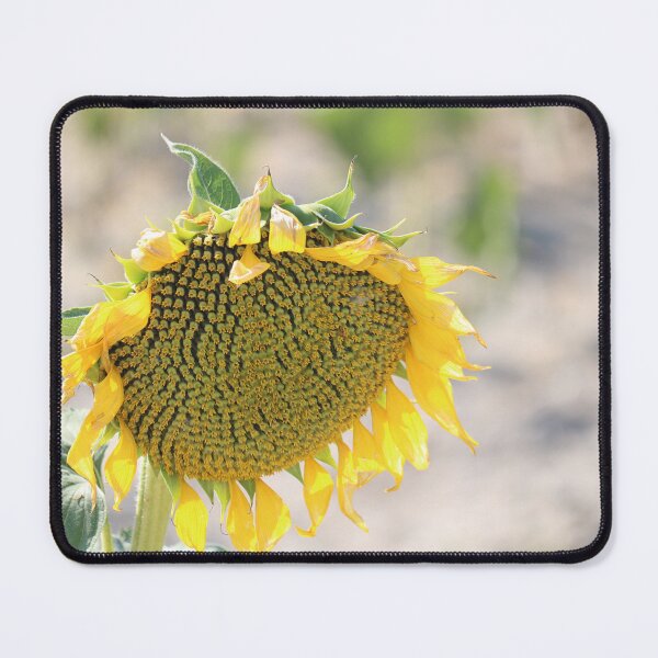 Item preview, In the sunlight. designed and sold by Paul Pasco.