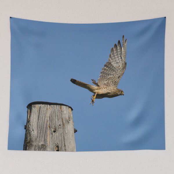 Item preview, Take off time. Common kestrel designed and sold by Jouko Lehto Photography.