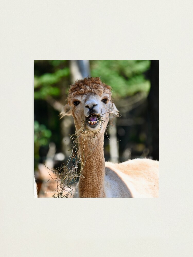 caras graciosas de alpaca