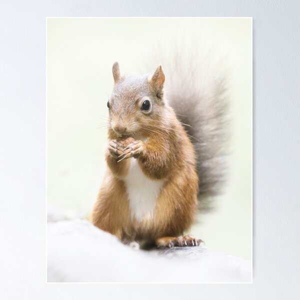 Item preview, Red Squirrel Portrait. designed and sold by Waitesy.