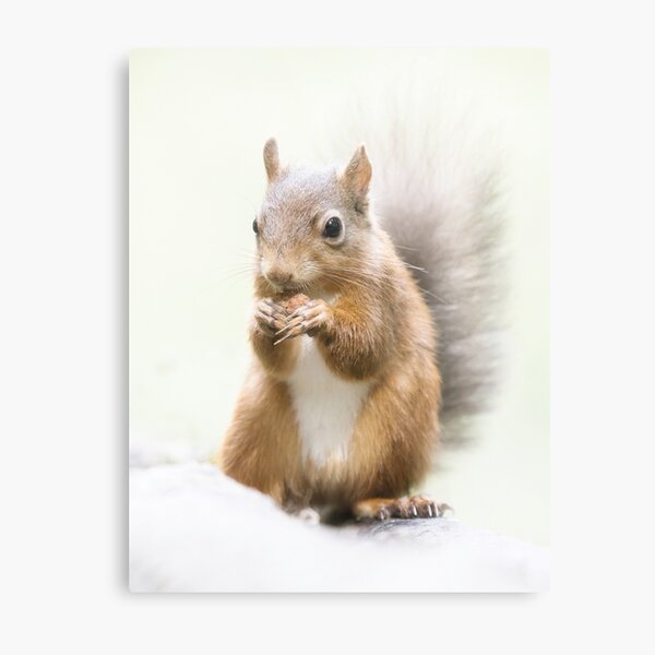 Item preview, Red Squirrel Portrait. designed and sold by Waitesy.