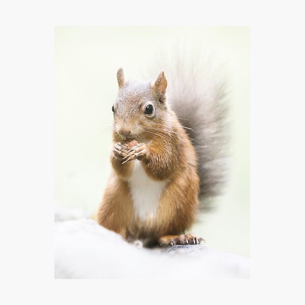 Item preview, Red Squirrel Portrait. designed and sold by Waitesy.