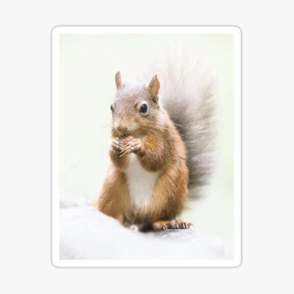 Item preview, Red Squirrel Portrait. designed and sold by Waitesy.