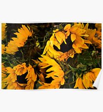 Sunflowers Poster