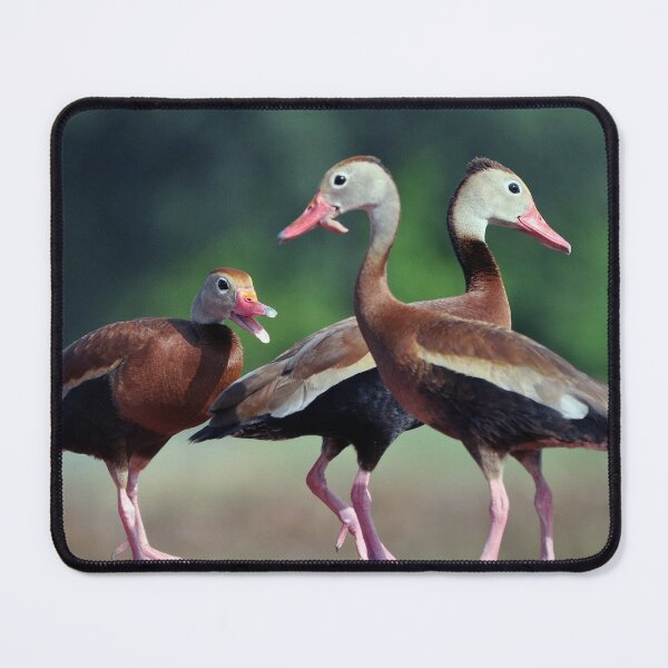 Item preview, Black-Bellied Whistling Ducks  designed and sold by Savannah Gibbs.
