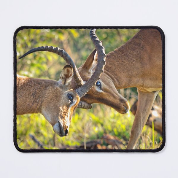 Item preview, Locking Horns designed and sold by Viv Thompson Photography .