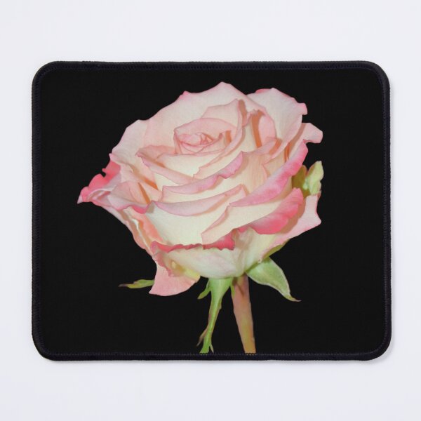 Item preview, Pink Rose Open Bloom - black background designed and sold by Louise-Mae.