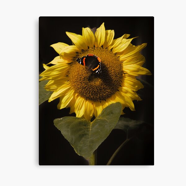 Item preview, Sunflower. designed and sold by Waitesy.