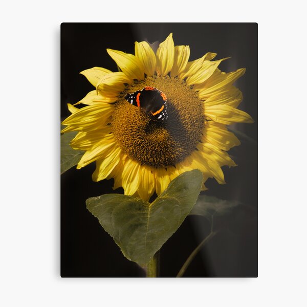 Item preview, Sunflower. designed and sold by Waitesy.