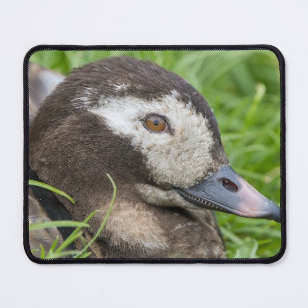 Item preview, Long Tailed Duck designed and sold by LaurenTucker.
