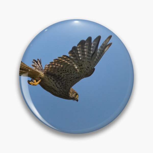 Item preview, Free as a bird. Common kestrel designed and sold by Jouko Lehto Photography.